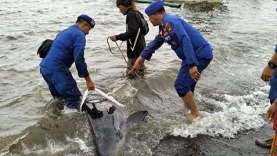 Ikan Paus Sirip Berukuran 2,5 Meter Berhasil Diselamatkan setelah Terdampar di Pantai Jangkar, Situbondo