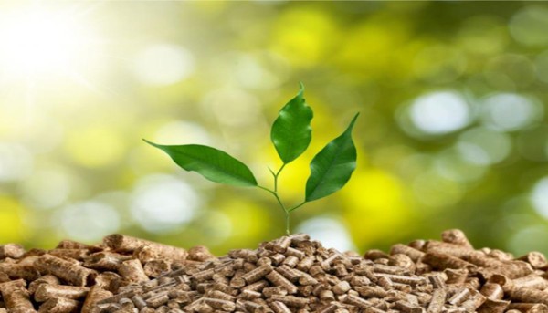 Peluang dan Tantangan Energi Biomassa