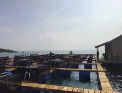 Langkah Strategis Menuju Kiblat Budidaya Lobster Dunia: Pemindahan Keramba Keempat Bandar Laut Dunia Grup ke Teluk Karanjang