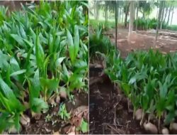RAKESA Tanam Satu Juta Pohon Kelapa di Situbondo, Targetkan Satu Miliar Pohon untuk Indonesia