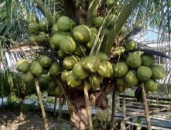 Kangean Membidik Kemandirian Ekonomi Lewat Sejuta Pohon Kelapa