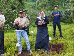Bupati & Perhutani Tanam Kopi Yellow Cattura di Lereng Argopuro