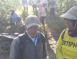 Provokasi Pecah di Ijen Bondowoso, Ribuan Pohon Kopi PTPN Dirusak OTK Diduga Bermotif Adu Domba