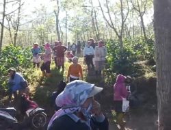 PTPN Minta Agar Polisi Ungkap Aktor di Balik Perusakan Kebun Kopi Ijen, Kerugian Negara Tembus Rp400 Juta