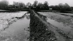 Di Tengah Klaim Berulang, Penggarap Tambak Karangmalang Minta Kepastian Hukum