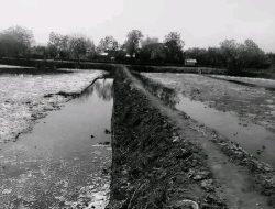 Di Tengah Klaim Berulang, Penggarap Tambak Karangmalang Minta Kepastian Hukum