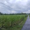 LSM SITI JENAR Desak Negara Jangan Kalah oleh Kepentingan di Balik Pengelolaan Kawasan Hutan