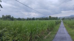 LSM SITI JENAR Desak Negara Jangan Kalah oleh Kepentingan di Balik Pengelolaan Kawasan Hutan