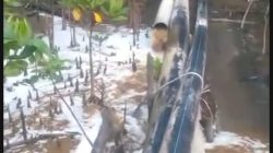 SITI JENAR Temukan Kebocoran Pipa di Kawasan Mangrove, Minta Pemerintah Turun Tangan