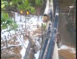 SITI JENAR Temukan Kebocoran Pipa di Kawasan Mangrove, Minta Pemerintah Turun Tangan